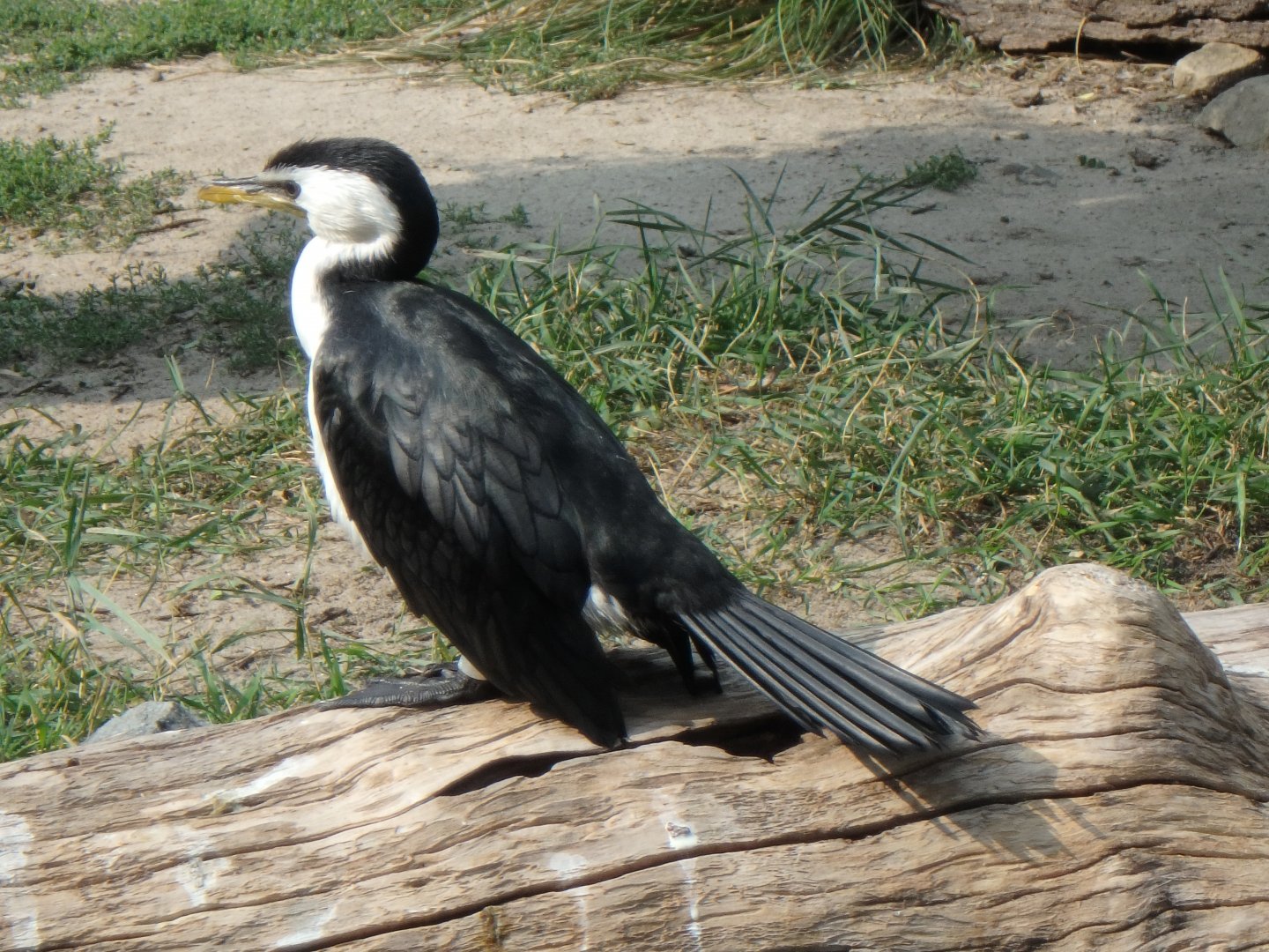 Little pied cormorant