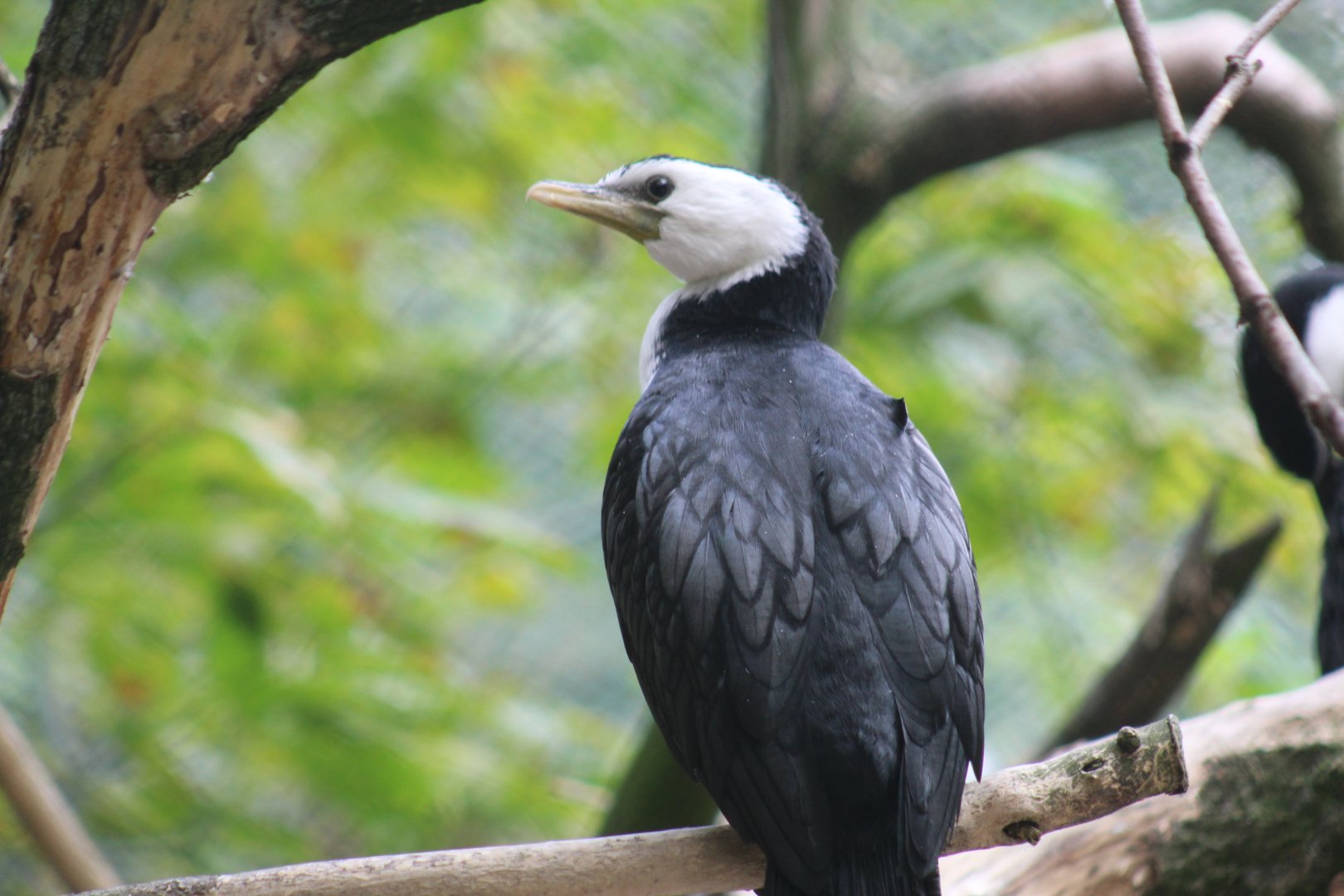 Little Pied Cormorant