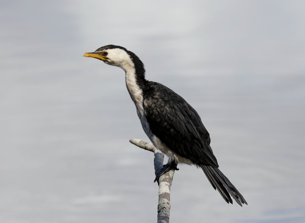 Little Pied Cormorant