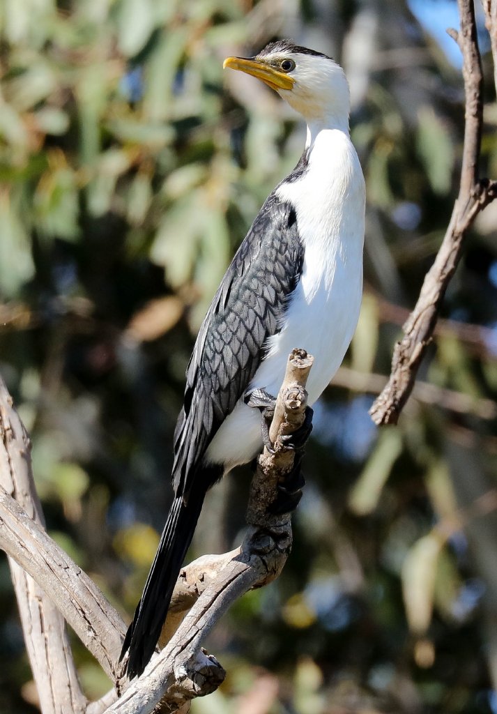Little Pied Cormorant