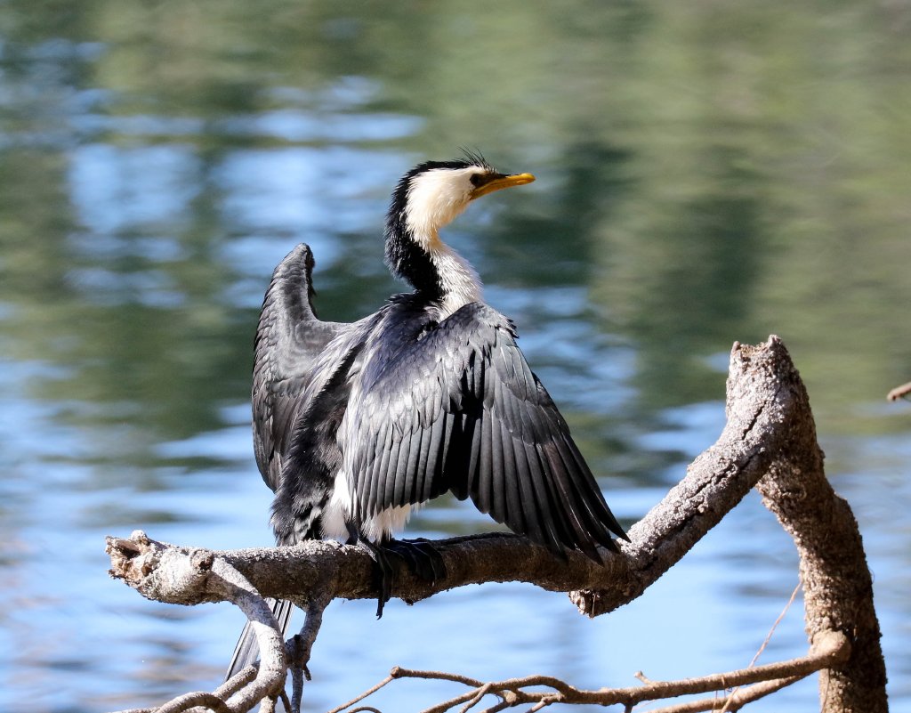 Little Pied Cormorant