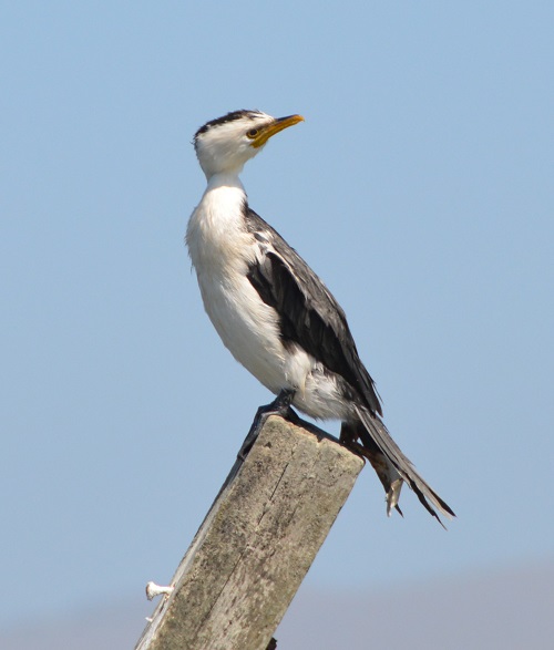 Little pied cormorant