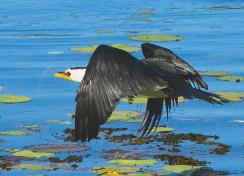 Little pied cormorant.