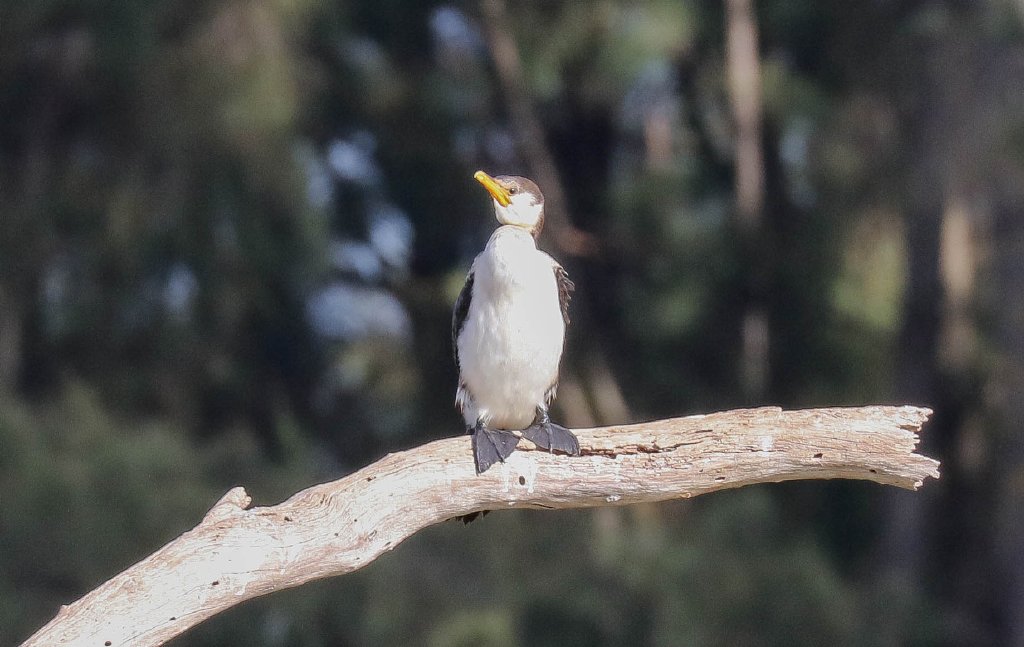 Little Pied Cormorant