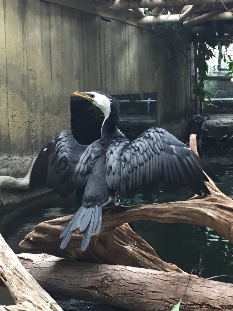 Little Pied Cormorant