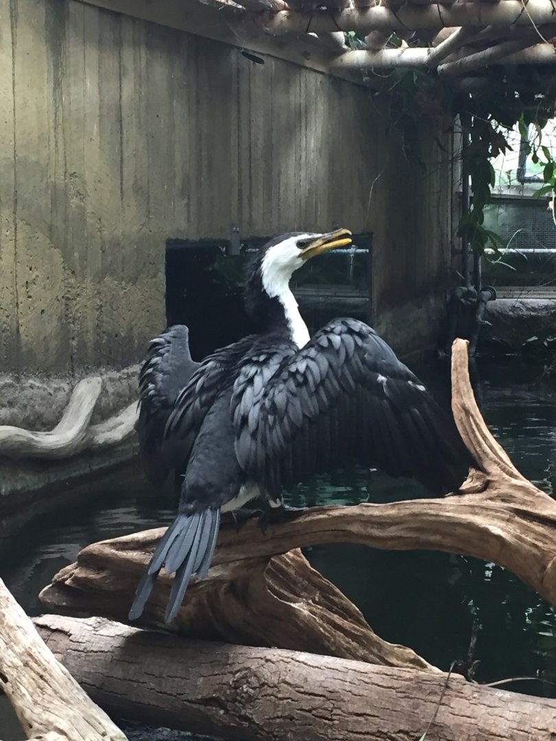 Little Pied Cormorant