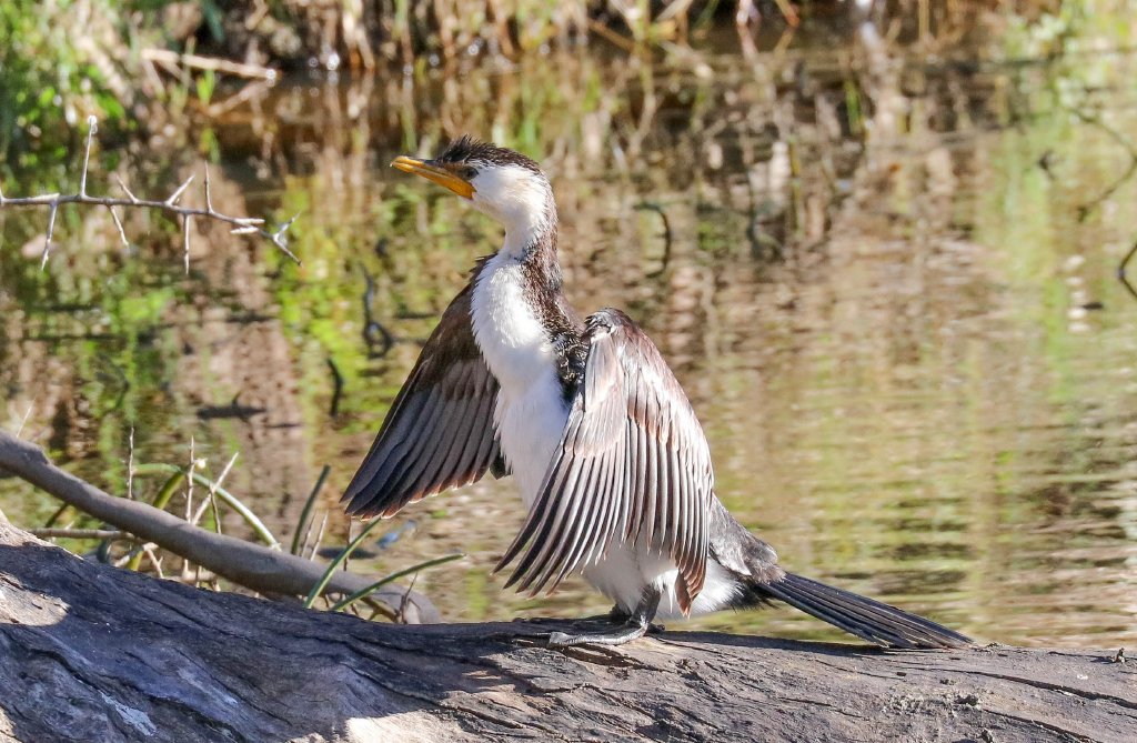 Little Pied Cormorant