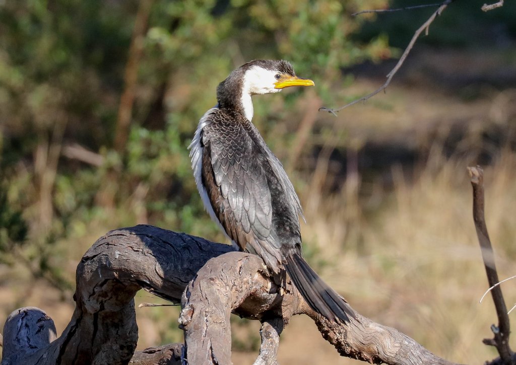 Little Pied Cormorant