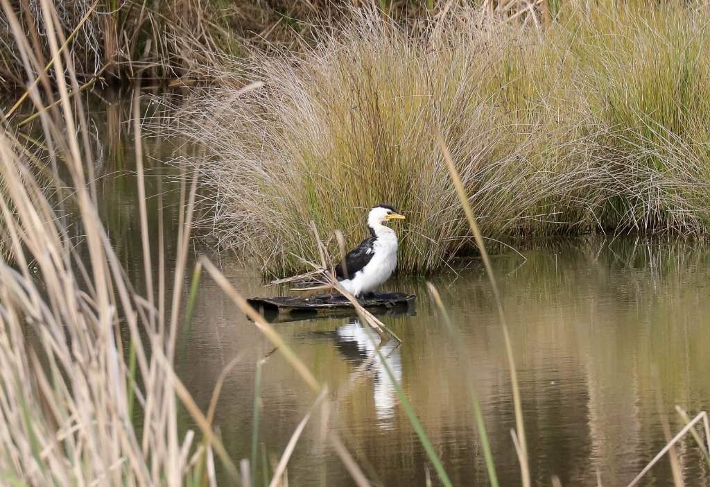 Little Pied Cormorant