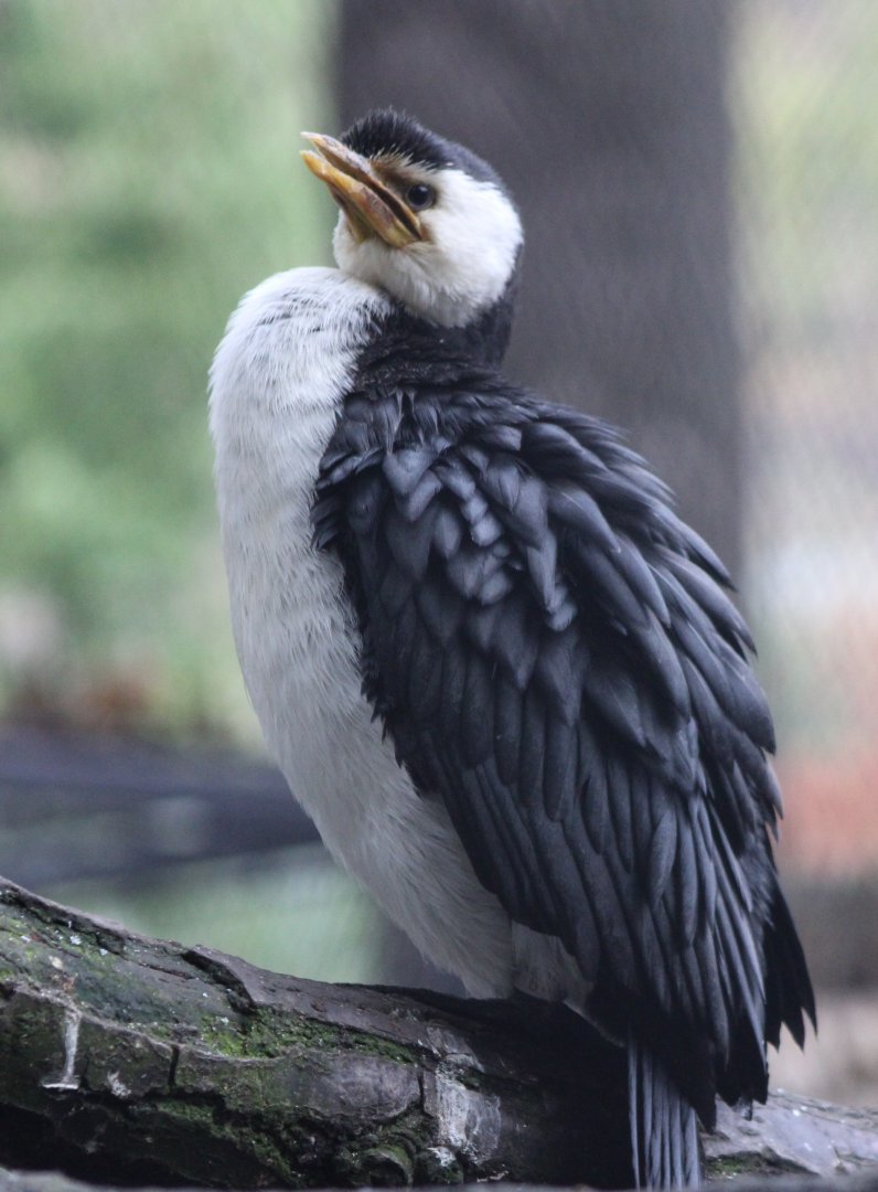 Little pied cormorant