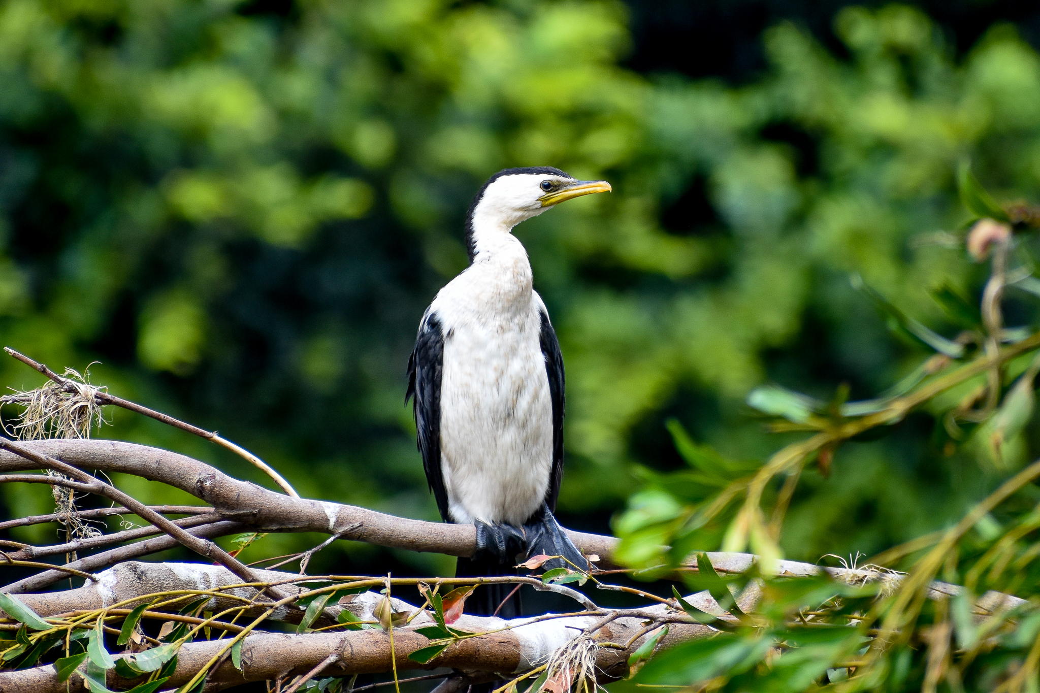 Little Pied Cormorant