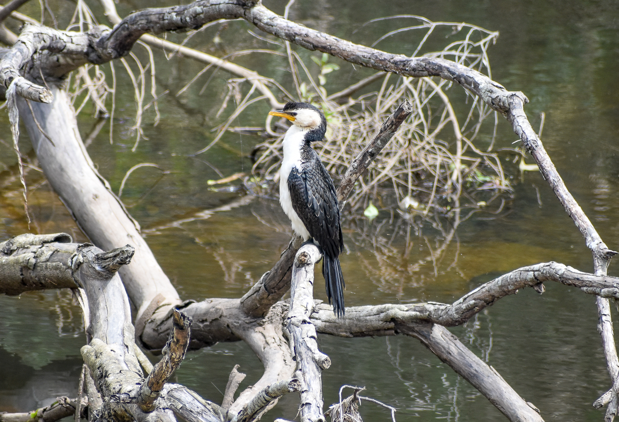 Little Pied Cormorant
