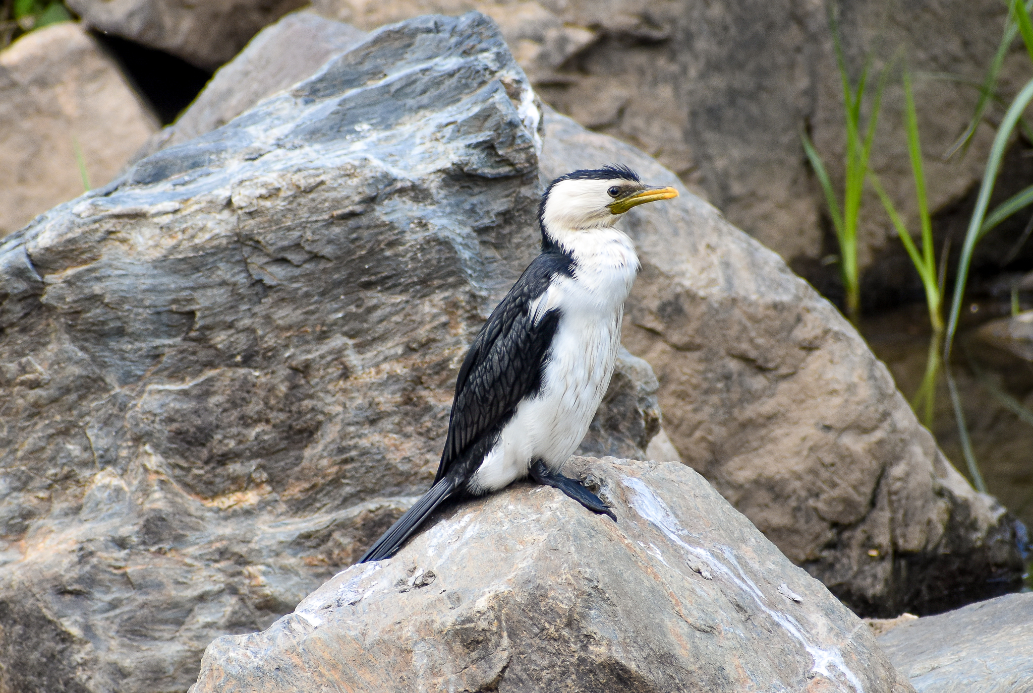 Little Pied Cormorant