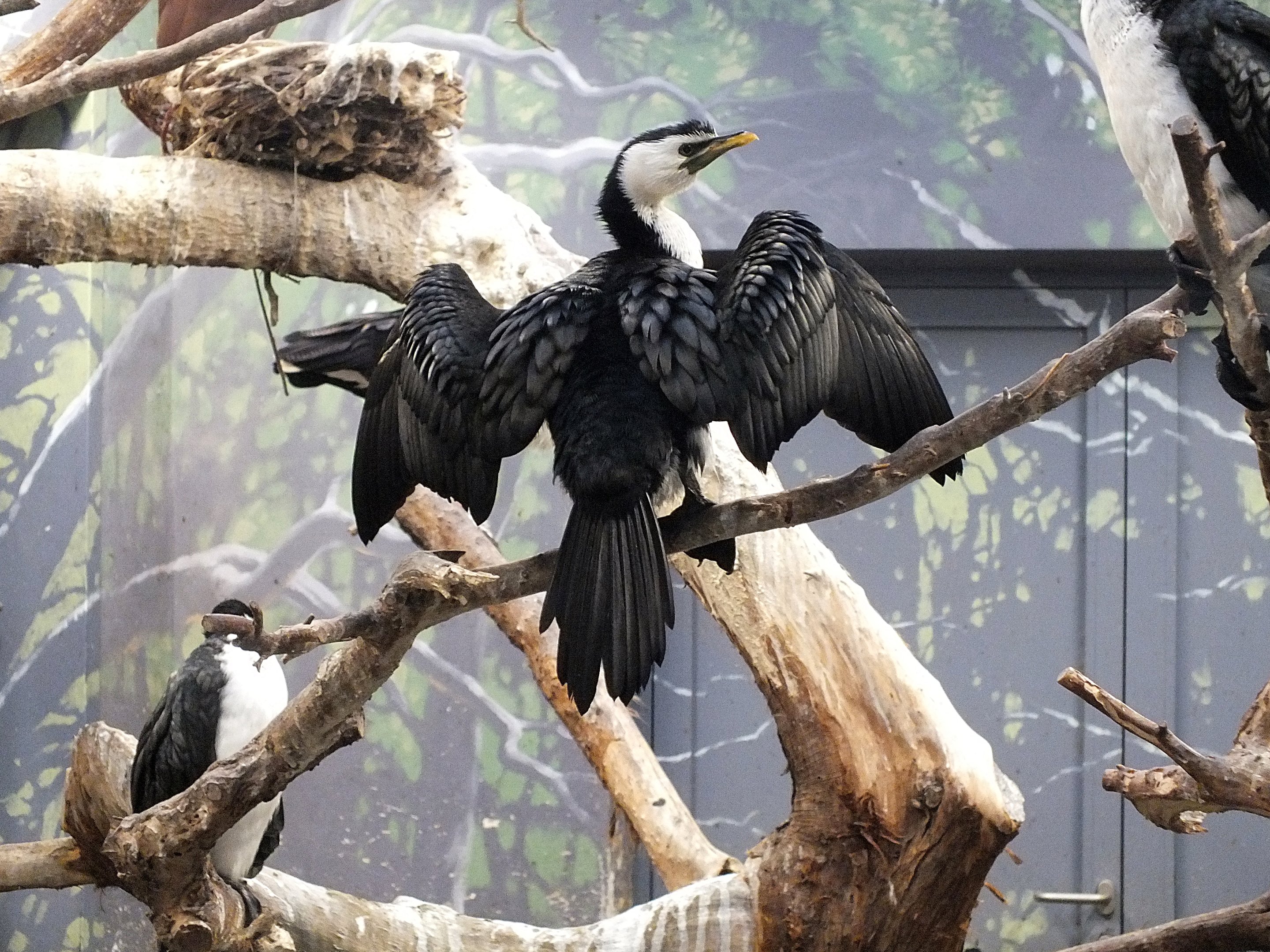 Little pied cormorant