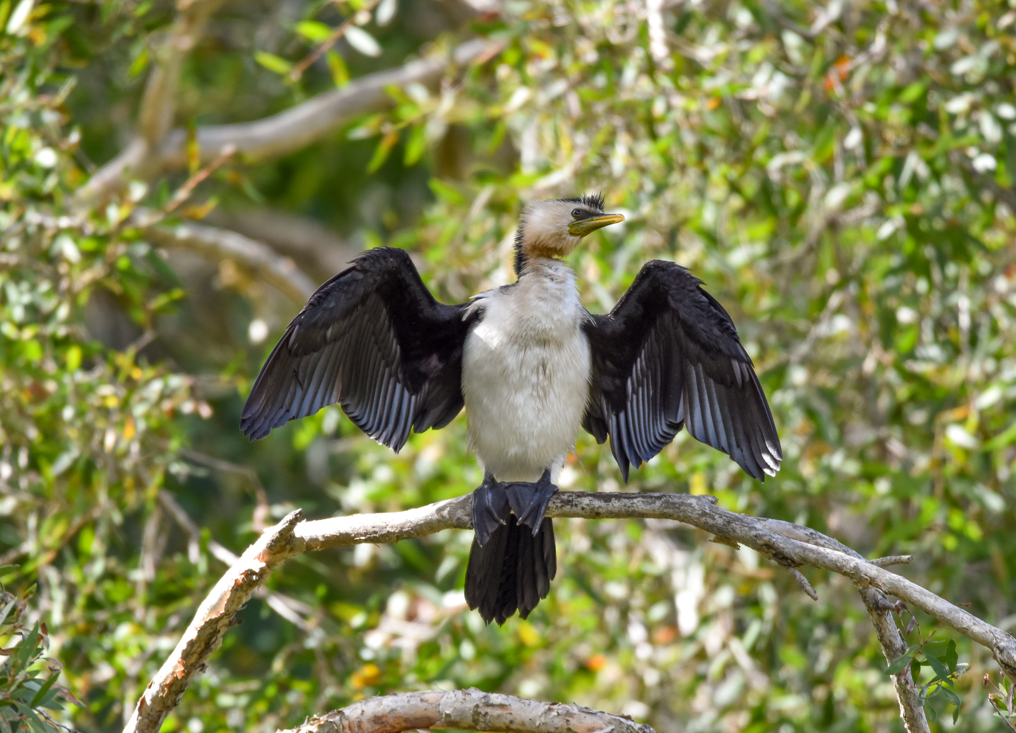 Little Pied Cormorant