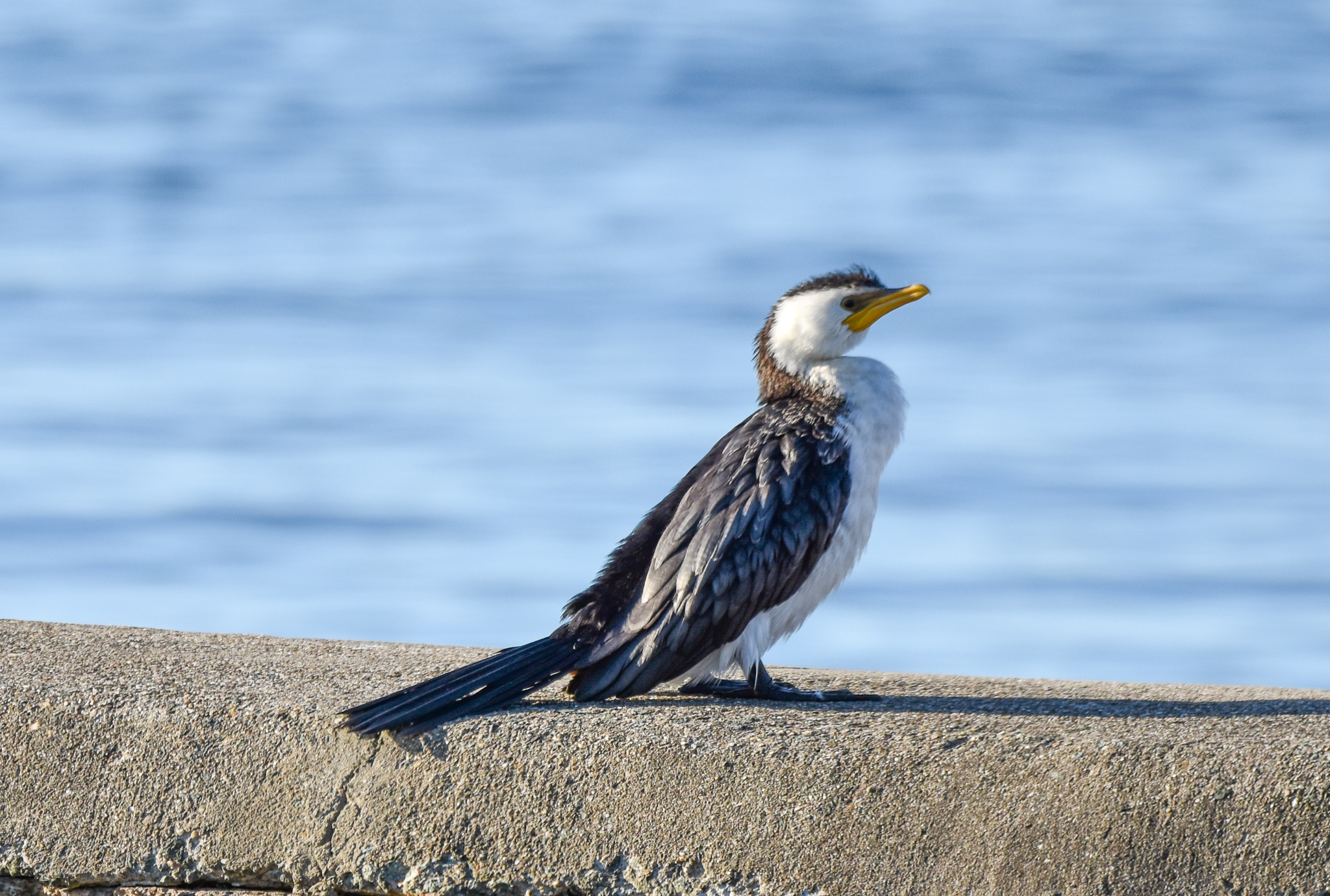 Little Pied Cormorant