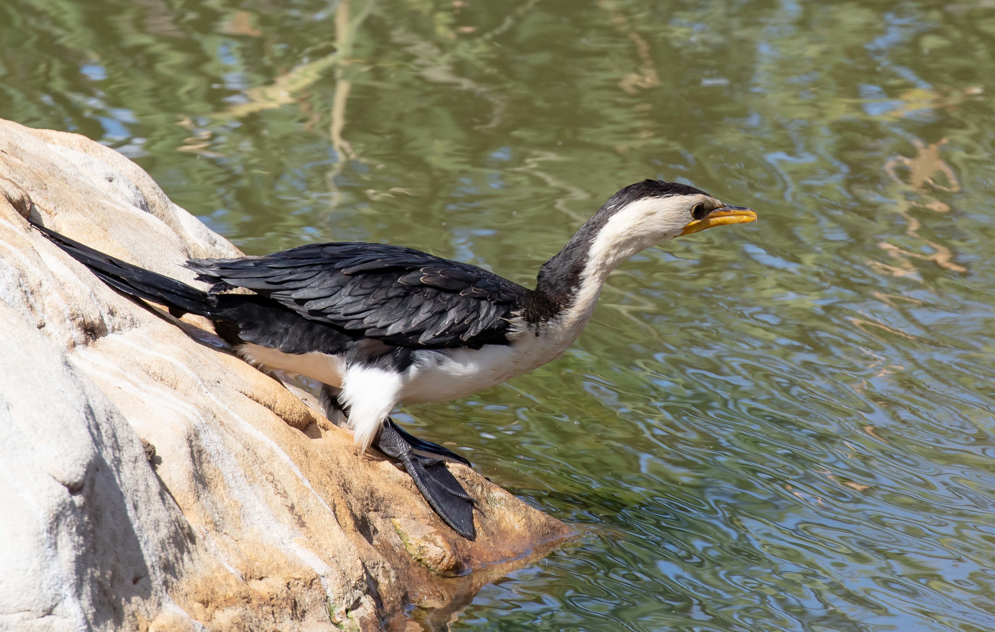 Little Pied Cormorant