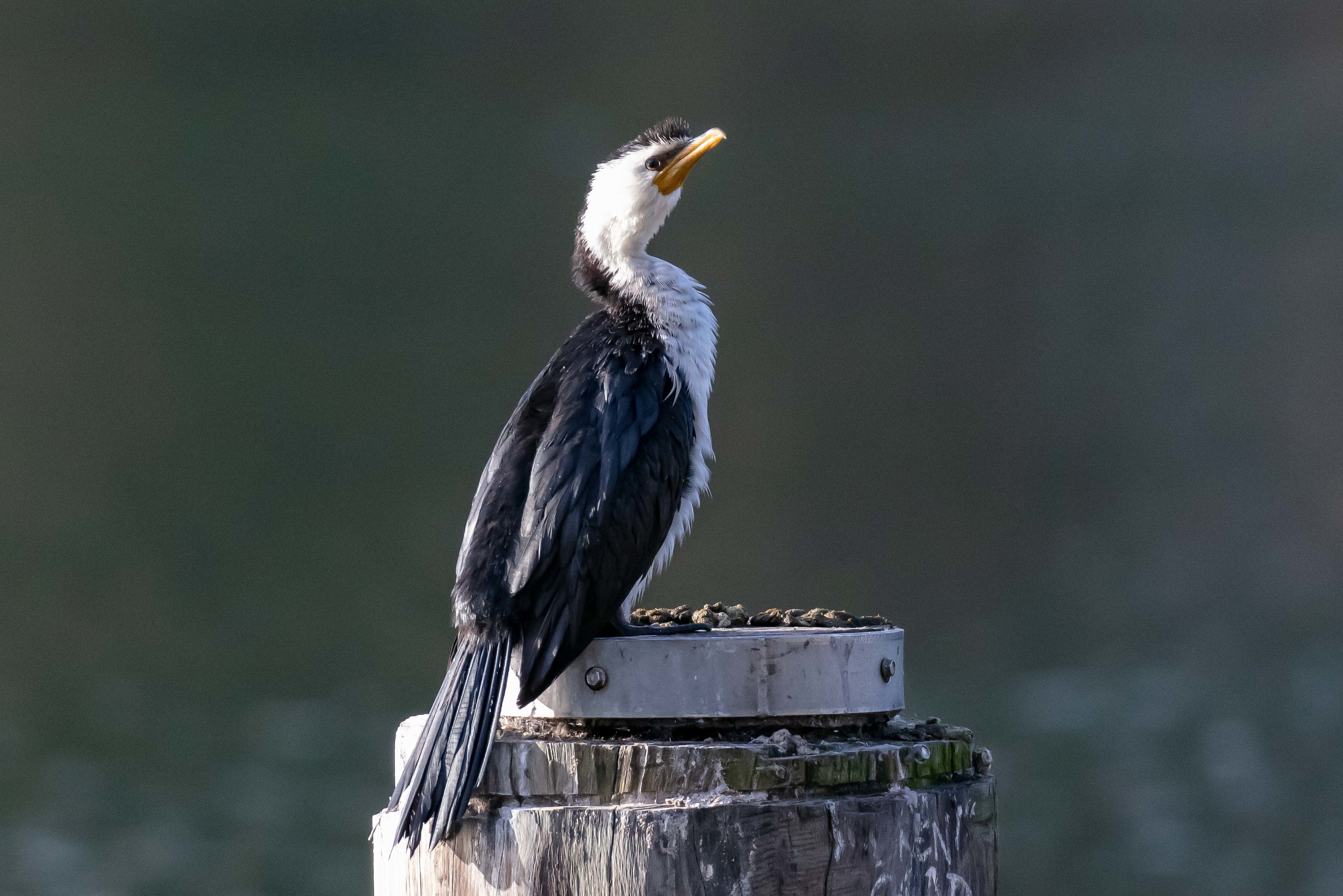 Little Pied Cormorant