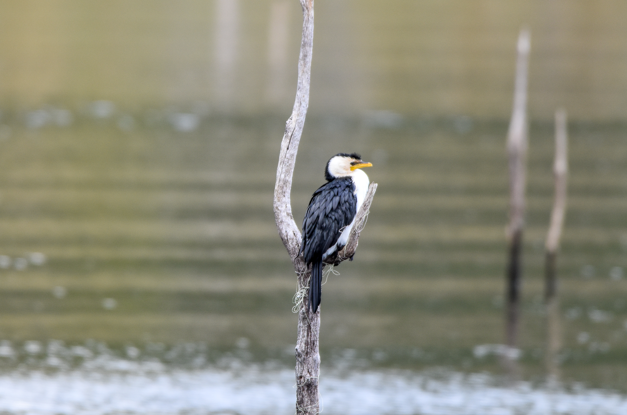 Little Pied Cormorant