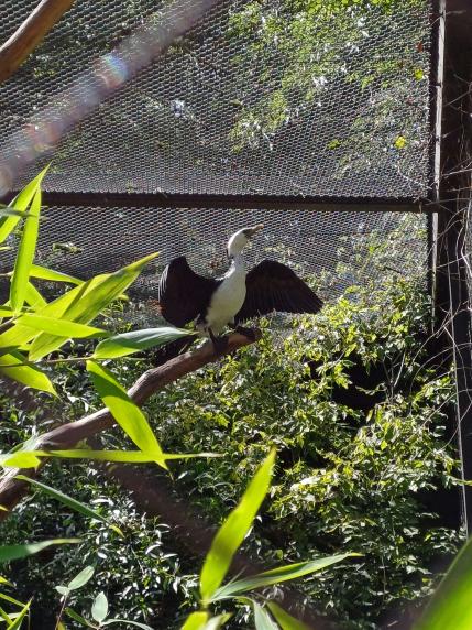 Little pied cormorant