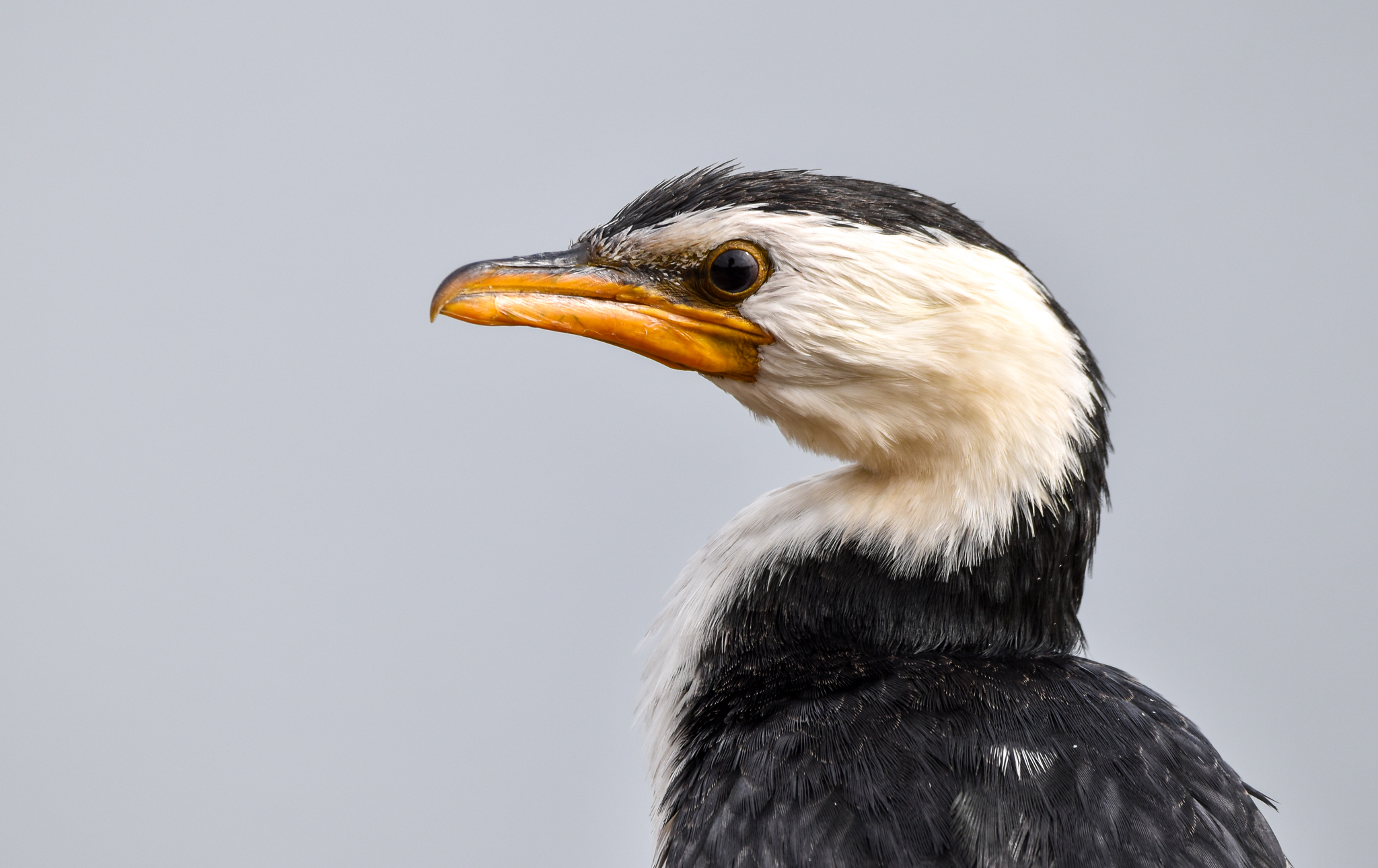 Little Pied Cormorant