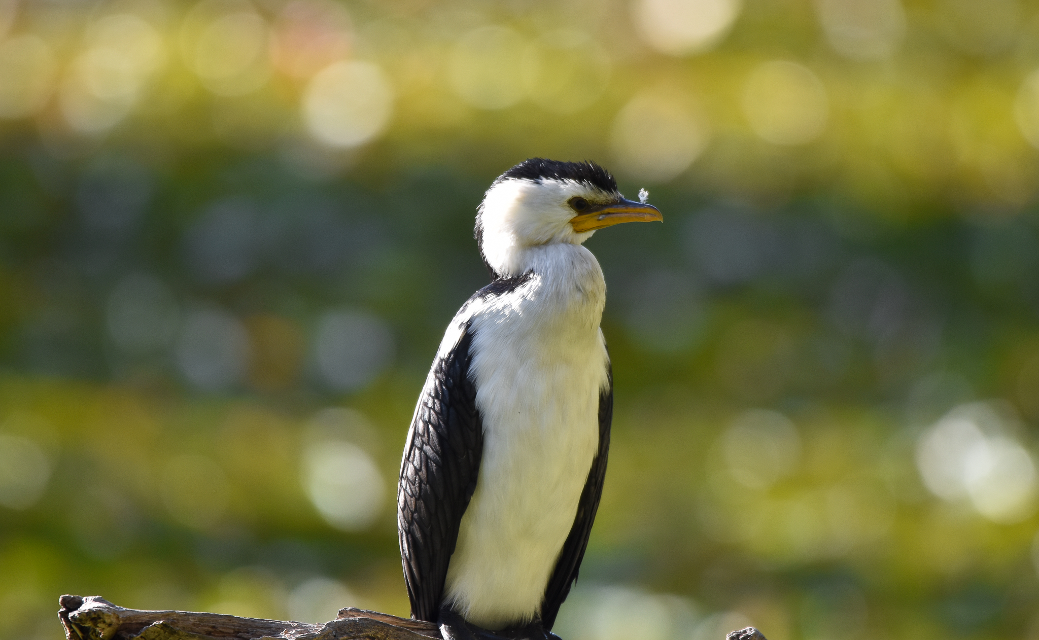 Little Pied Cormorant