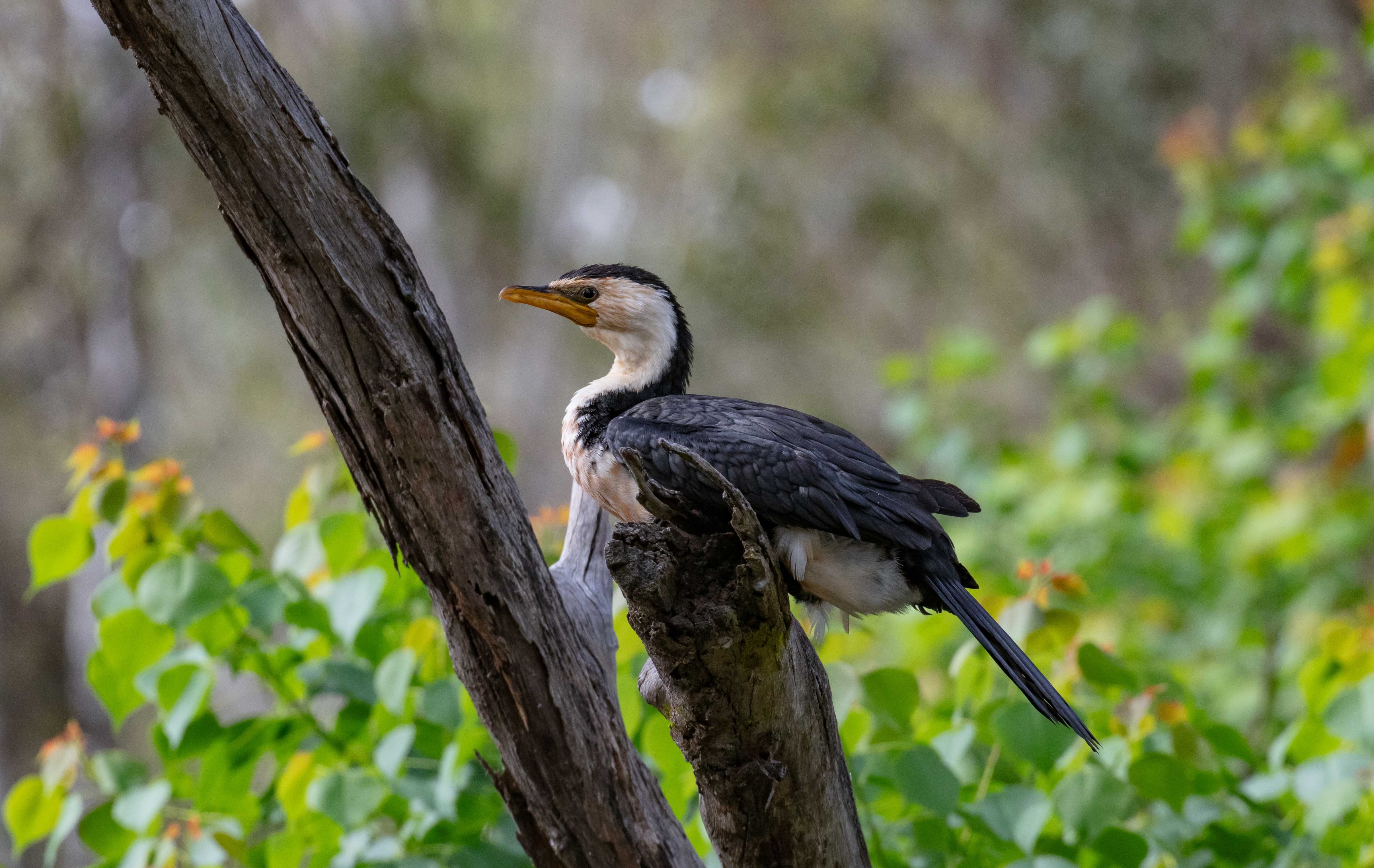 Little Pied Cormorant