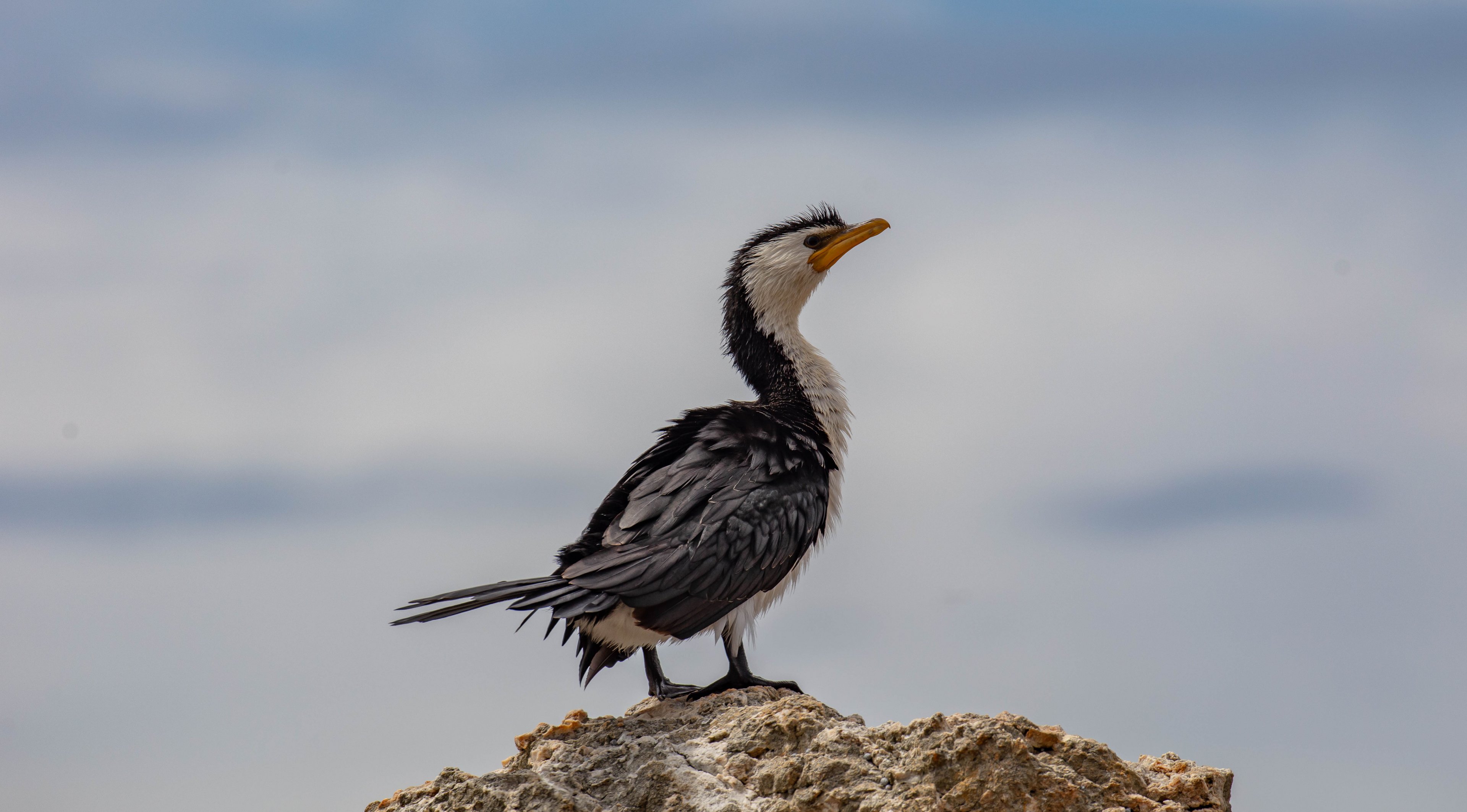 Little Pied Cormorant