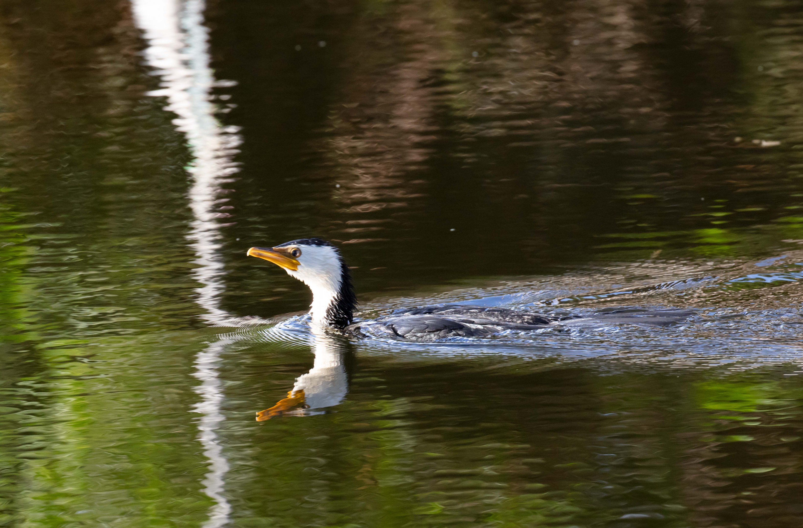 Little Pied Cormorant