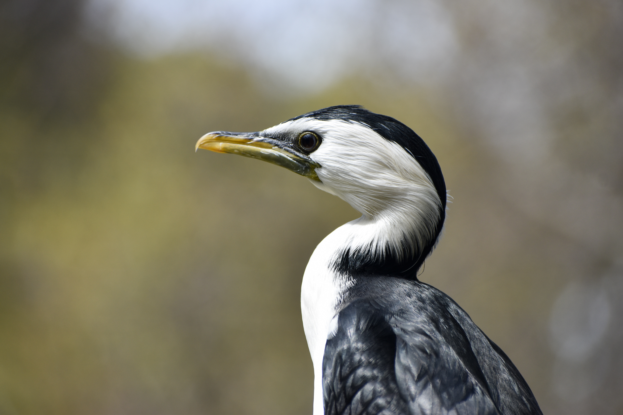 Little Pied Cormorant