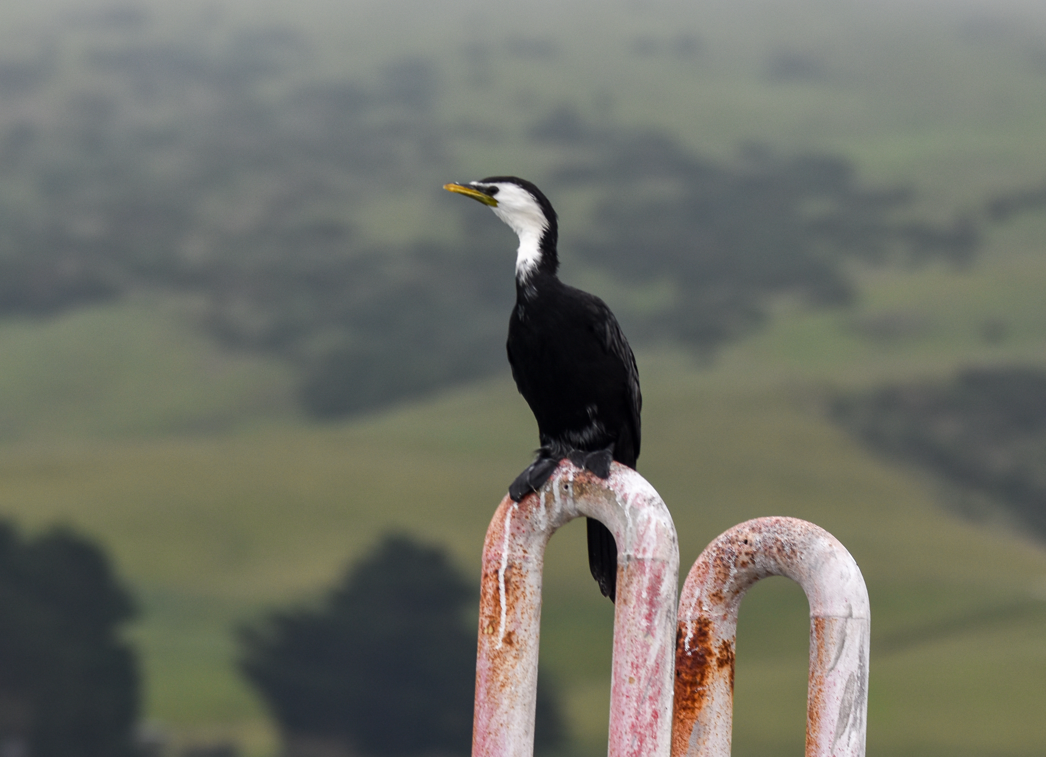 Little Pied Cormorant