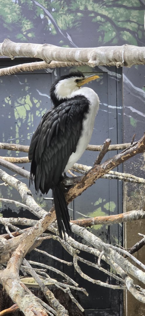 Little Pied Cormorant