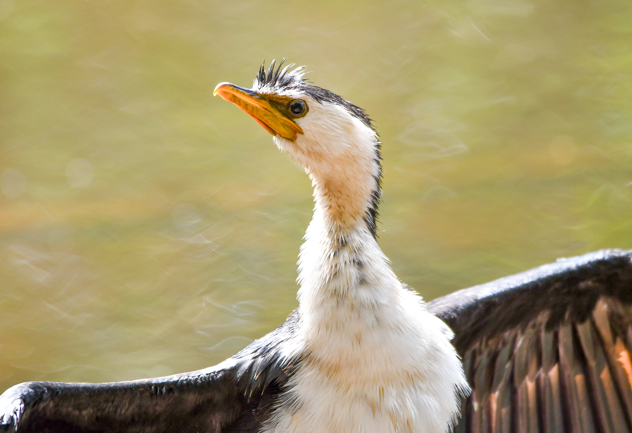 Little Pied Cormorant