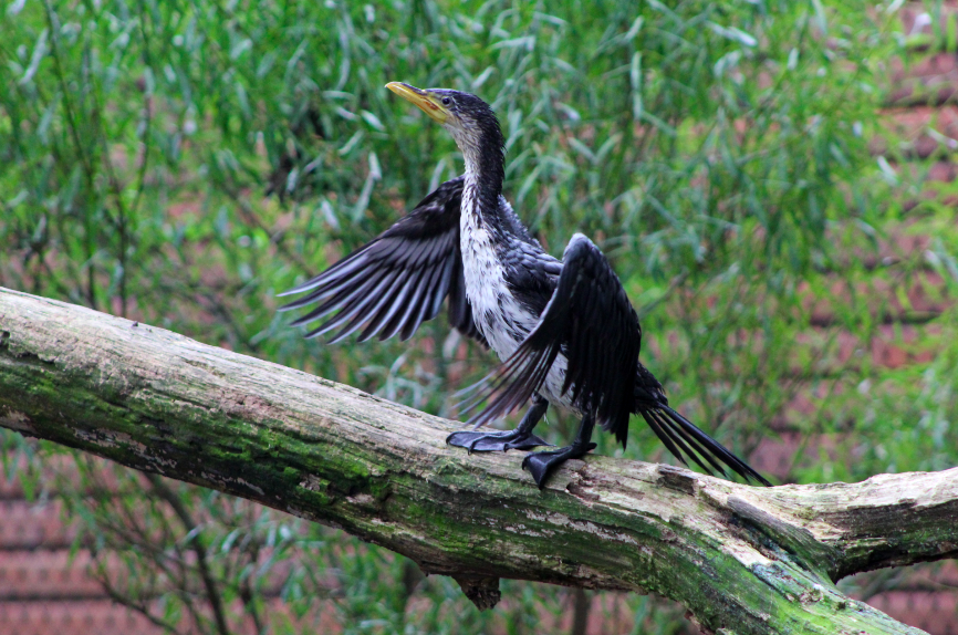 Little Pied Cormorant