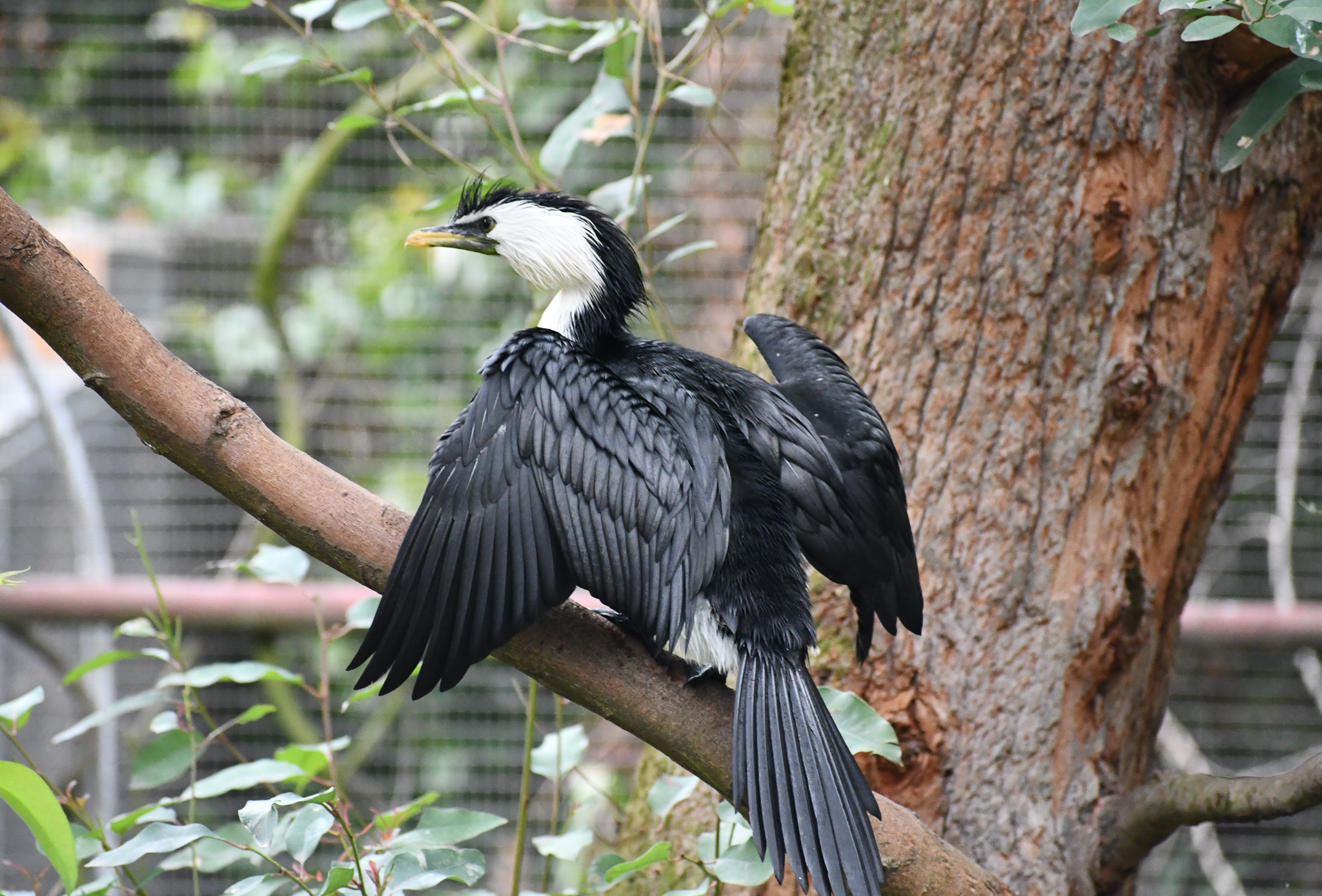 Little Pied Cormorant