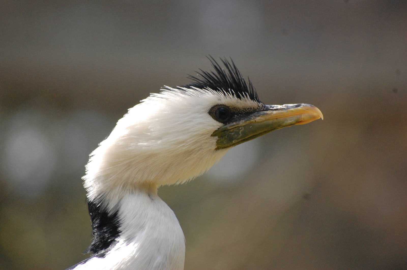 little pied cormorant