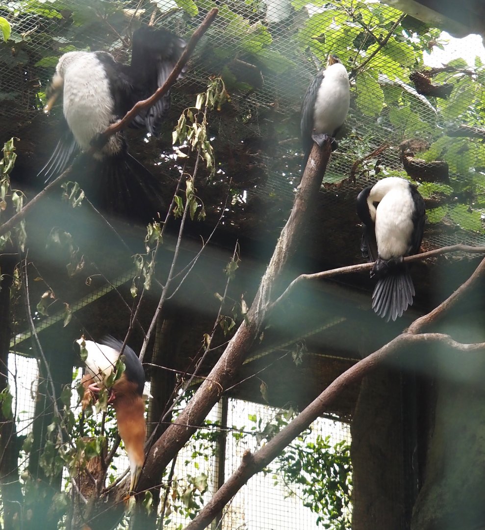 Little pied cormorants (Microcarbo melanoleucos) and Javan pond heron (Ardeola speciosa), 2024-05-22
