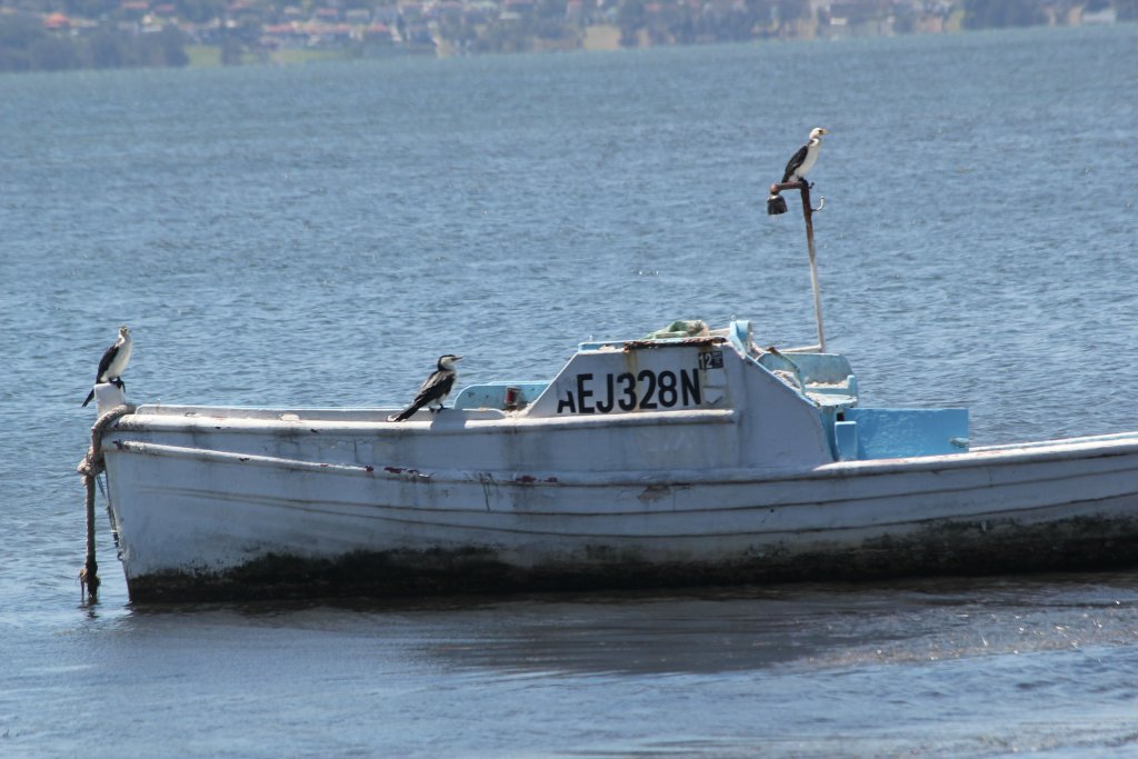 Little Pied Cormorants