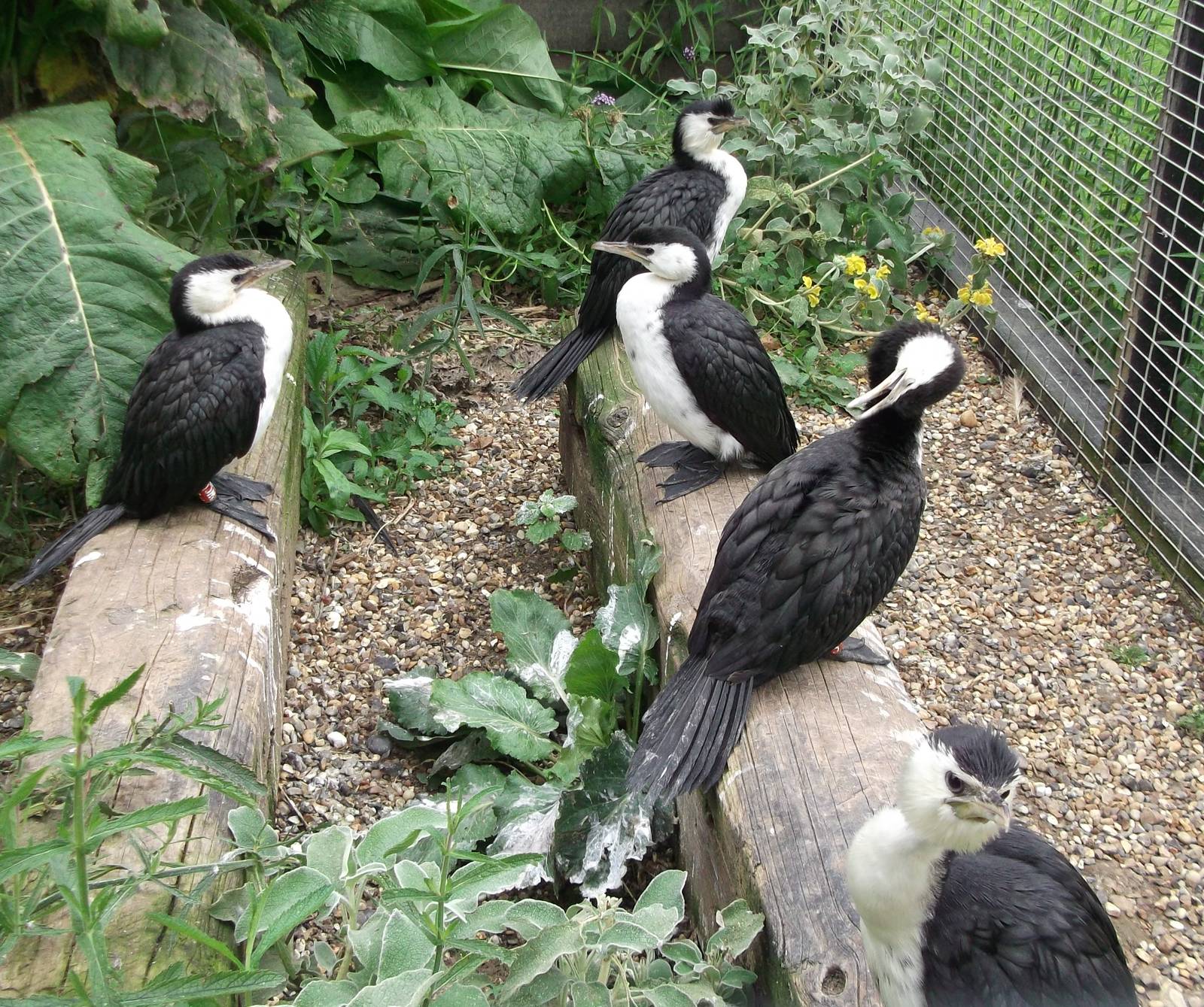 Little Pied Cormorants