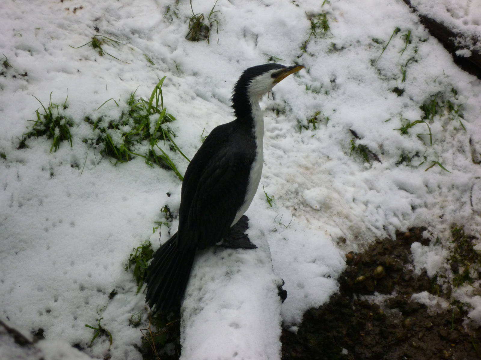 Little Pied Cormrant