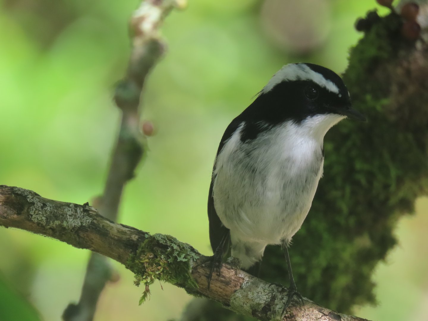 little pied flycatcher male