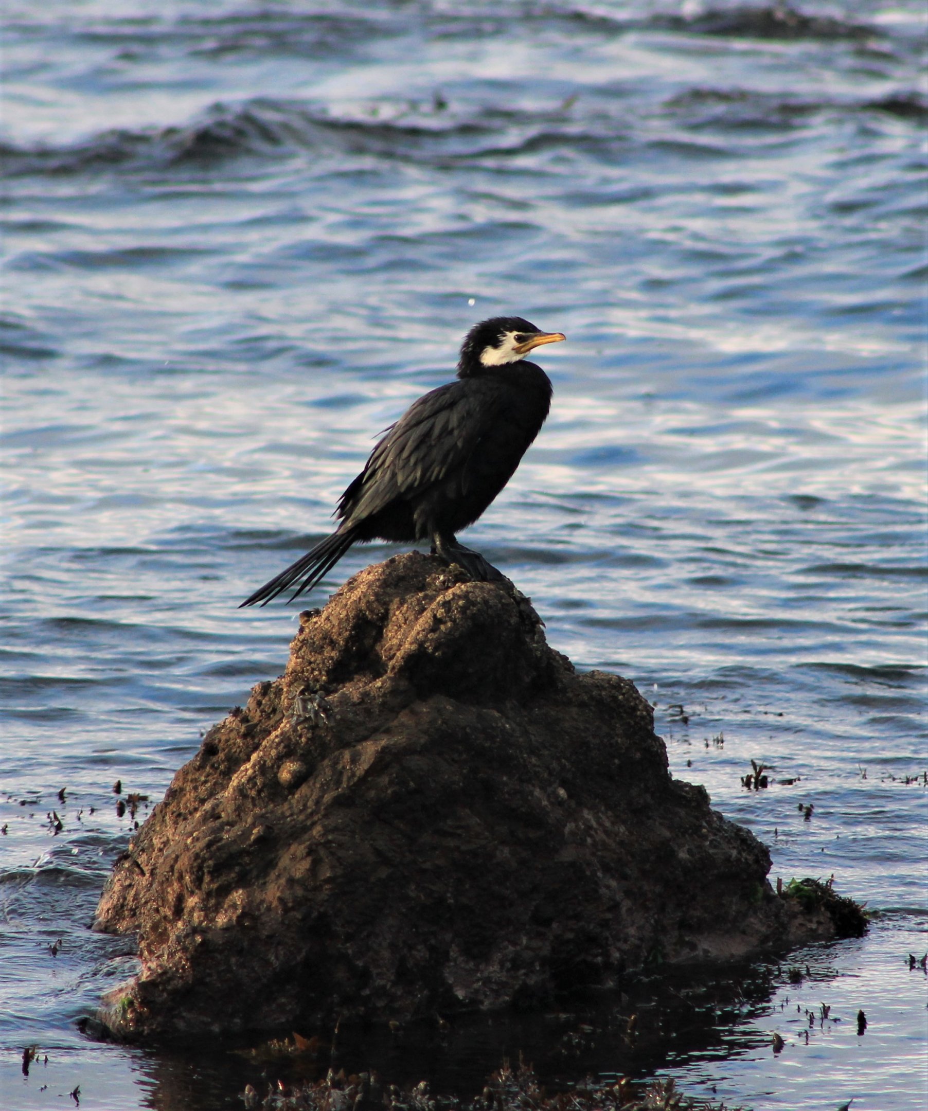 Little Pied Shag (Phalacrocorax [or Microcarbo] melanoleucos)