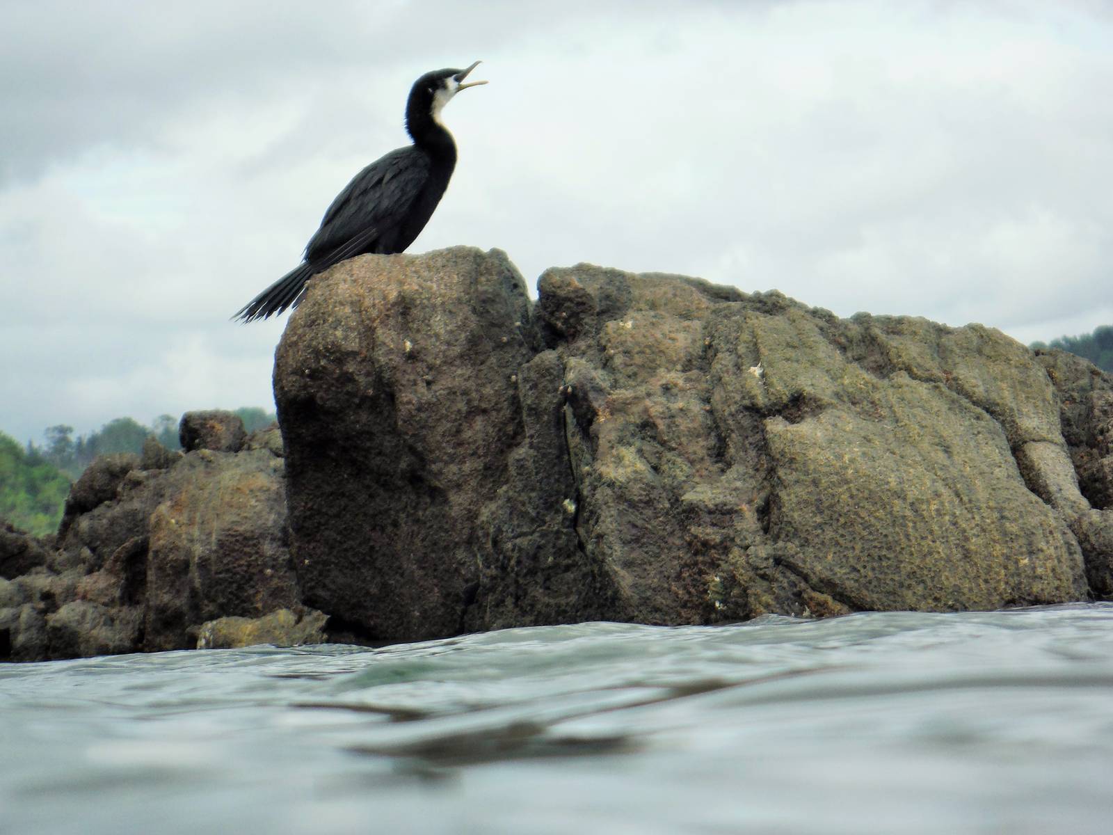 Little Pied Shag
