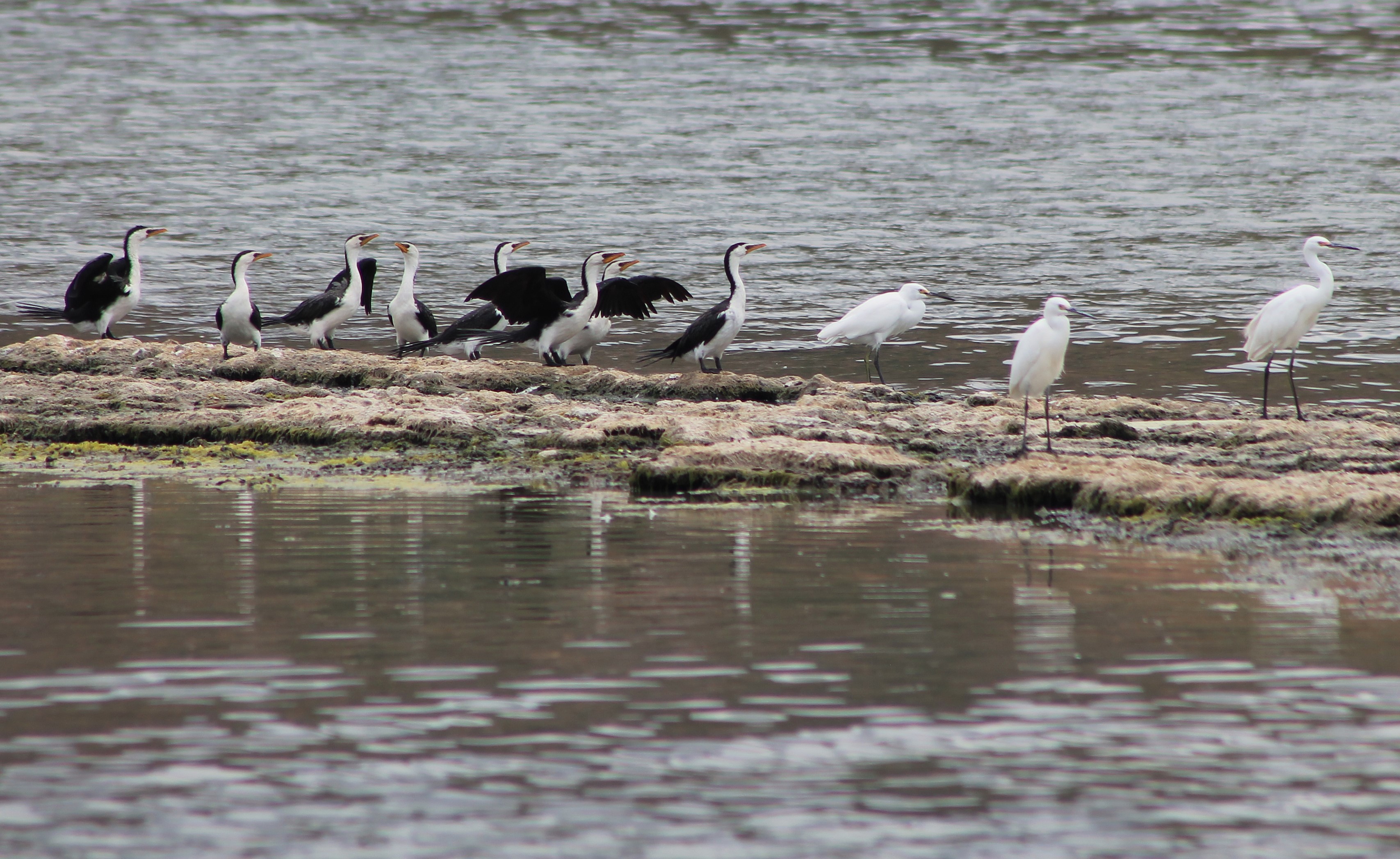 Little Pied Shags and Little Egrets