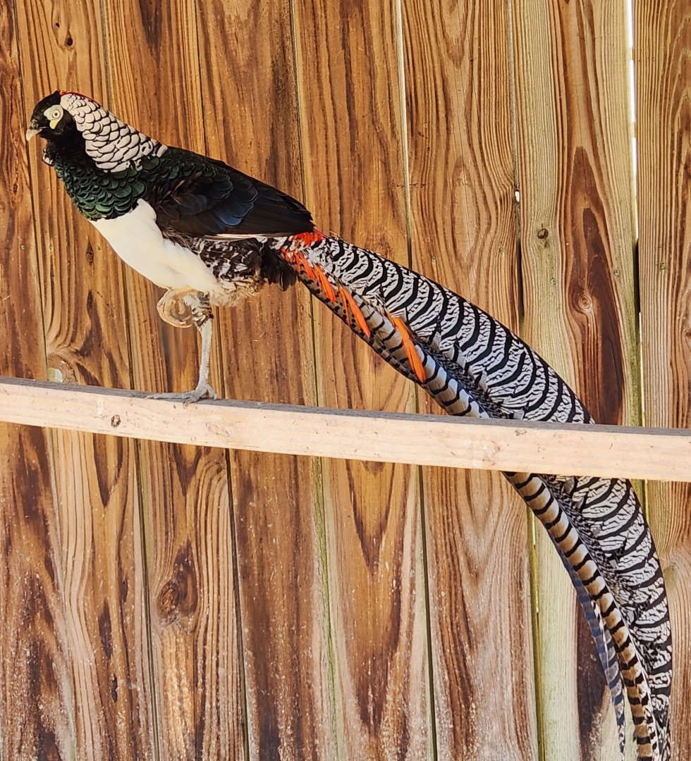 Little Ponderosa Zoo - Amherst's Pheasant
