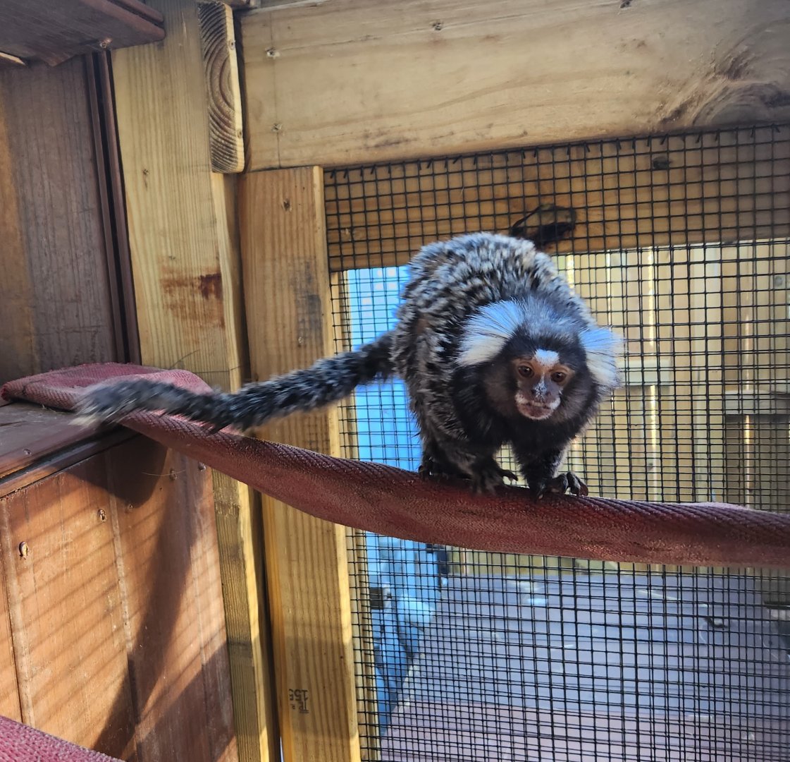 Little Ponderosa Zoo - Common Marmoset