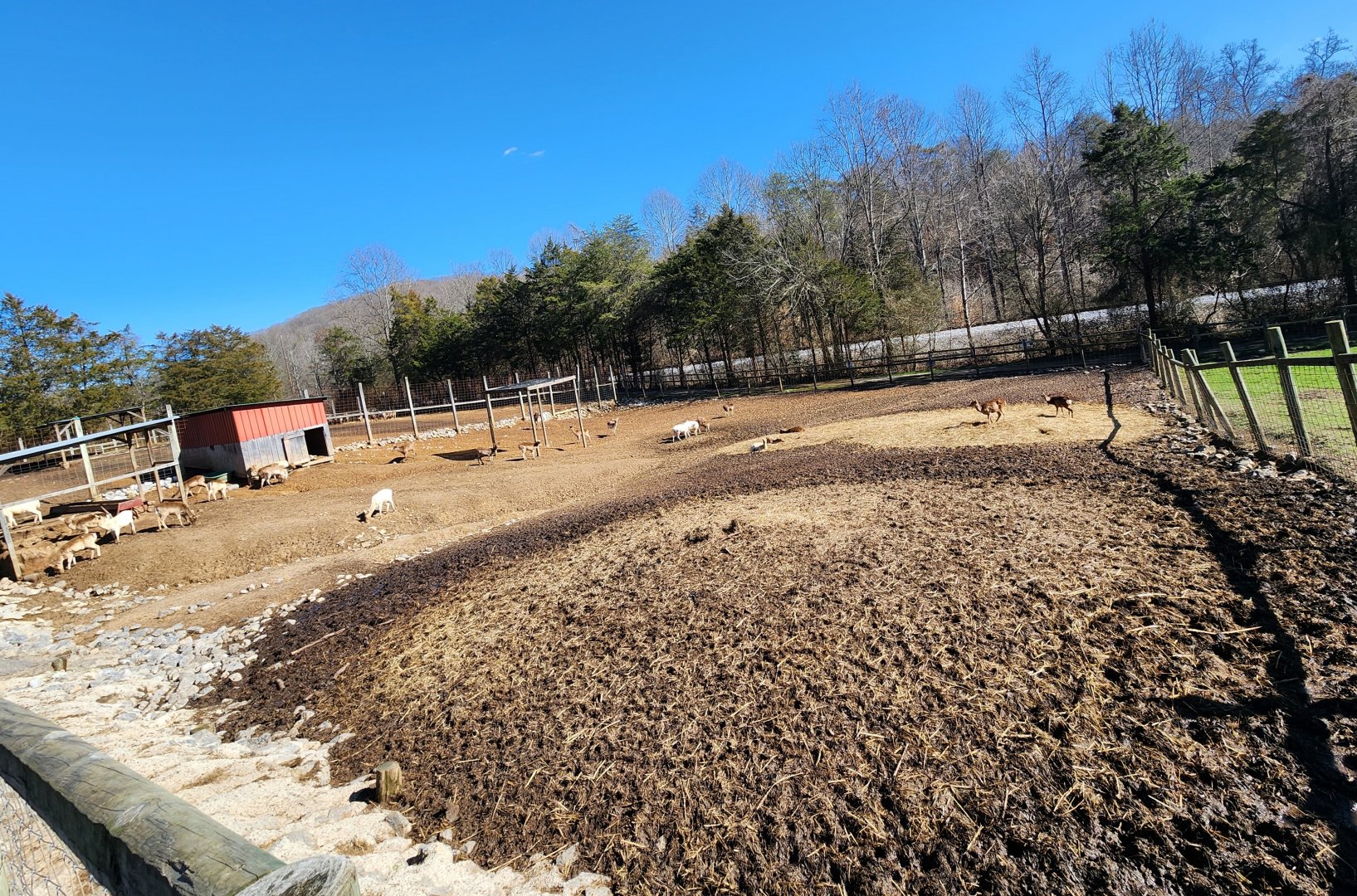 Little Ponderosa Zoo - Deer yard