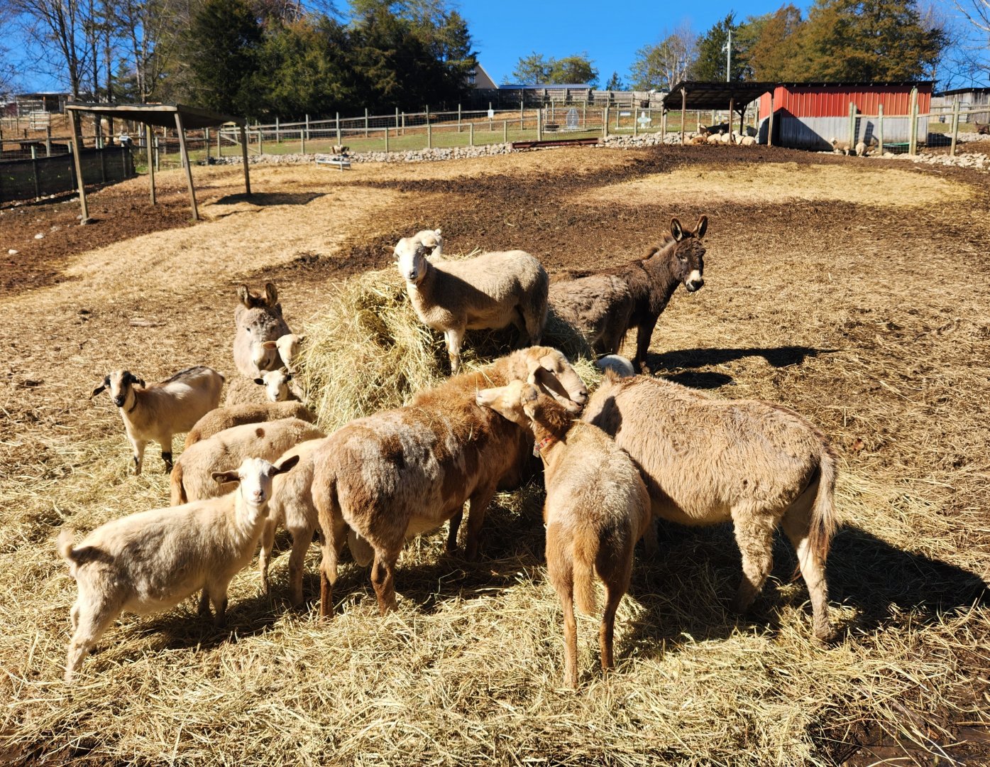 Little Ponderosa Zoo - Domestics hanging out together