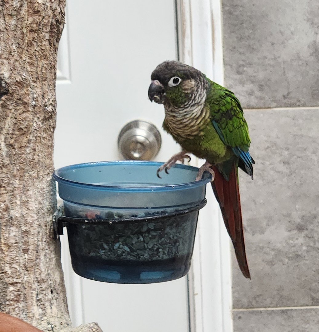 Little Ponderosa Zoo - Green-cheeked Parakeet