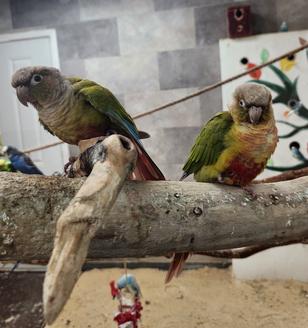 Little Ponderosa Zoo - Green-cheeked Parakeets (morphs)